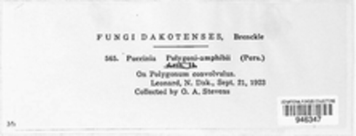 Puccinia polygoni-amphibii image